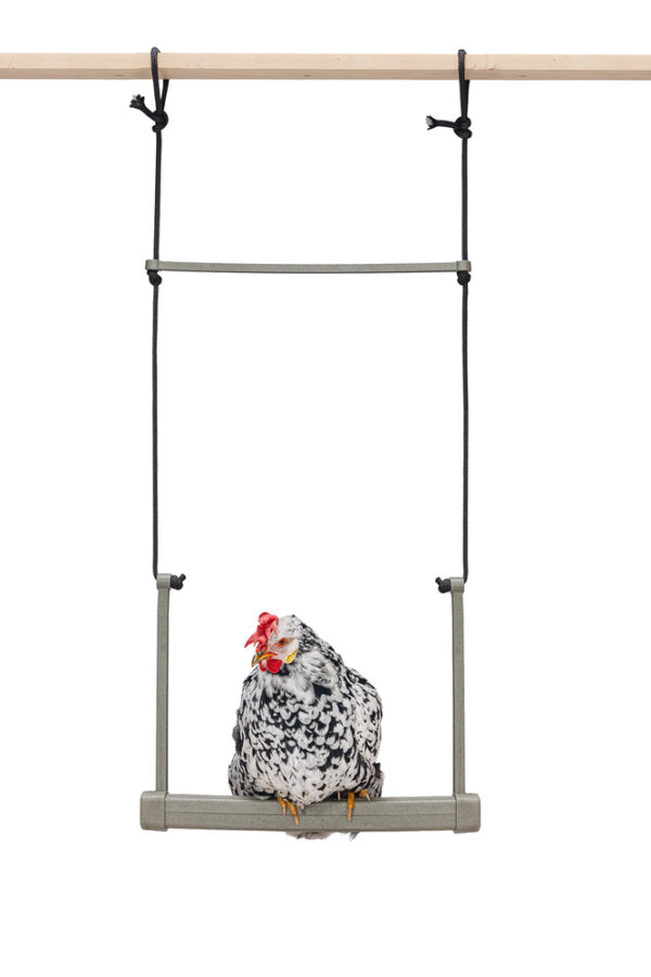 balancín para gallinas - CHICKEN SWING