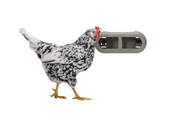 Comedero con velcro gallinas - Chicken Feeder with Velcro Attachtments