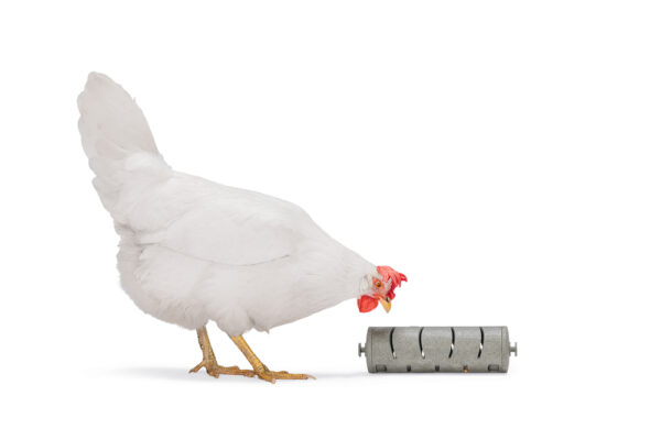 DISTRIBUIDOR SNACKS PARA GALLINAS