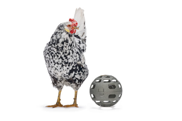 PELOTA SNACKS GALLINAS